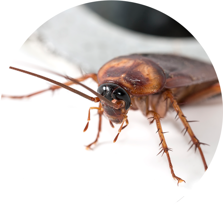 Close Up Cockroachon White Background PNG image with a transparent background, free high-resolution download