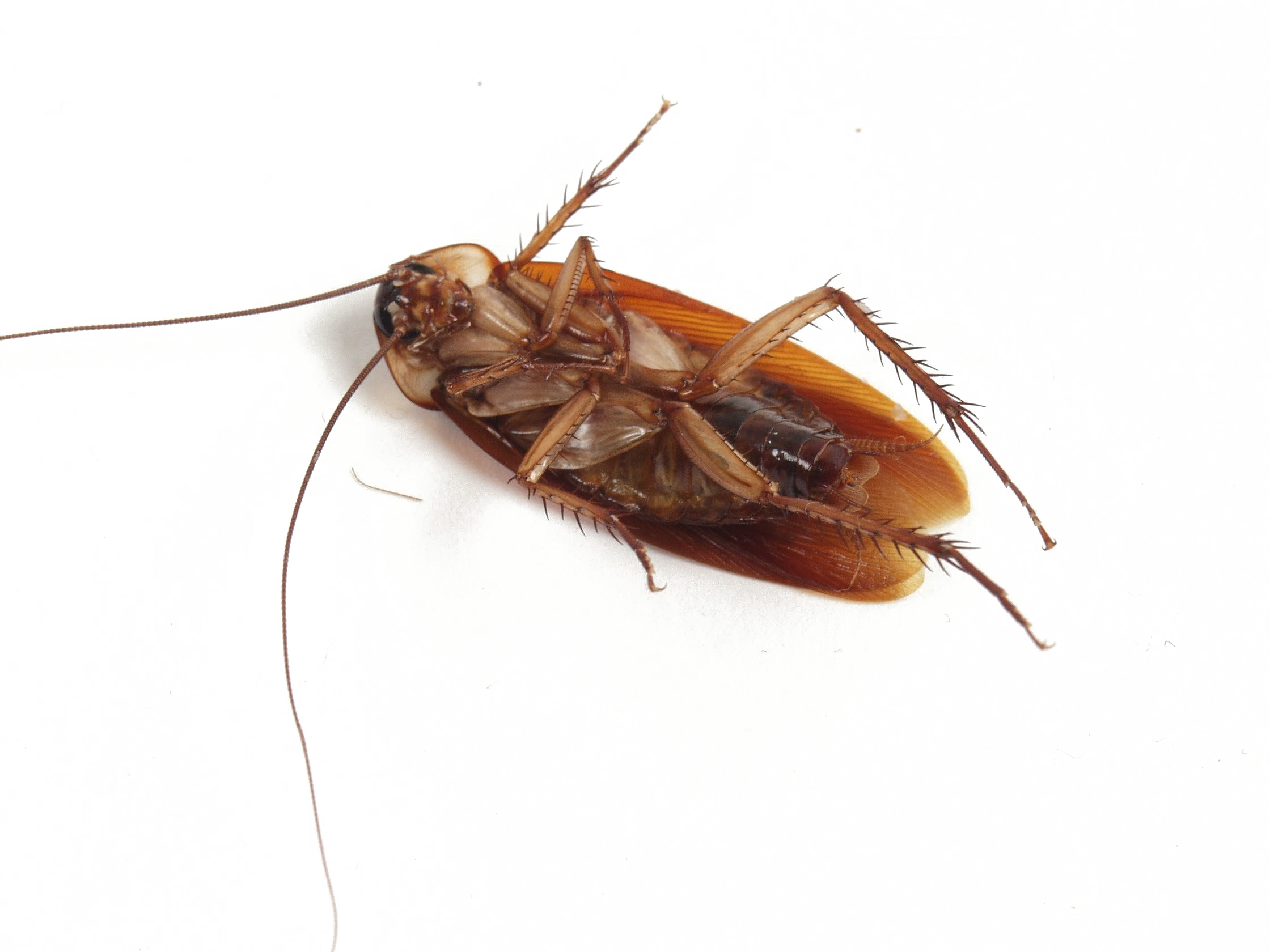 Close Up Cockroachon White Background PNG image with a transparent background, free high-resolution download
