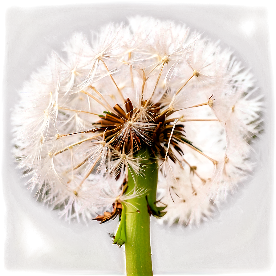 Close-up Dandelion Fluff Png Orm