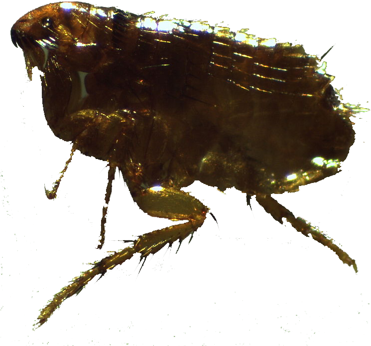 Close Up Flea Specimen