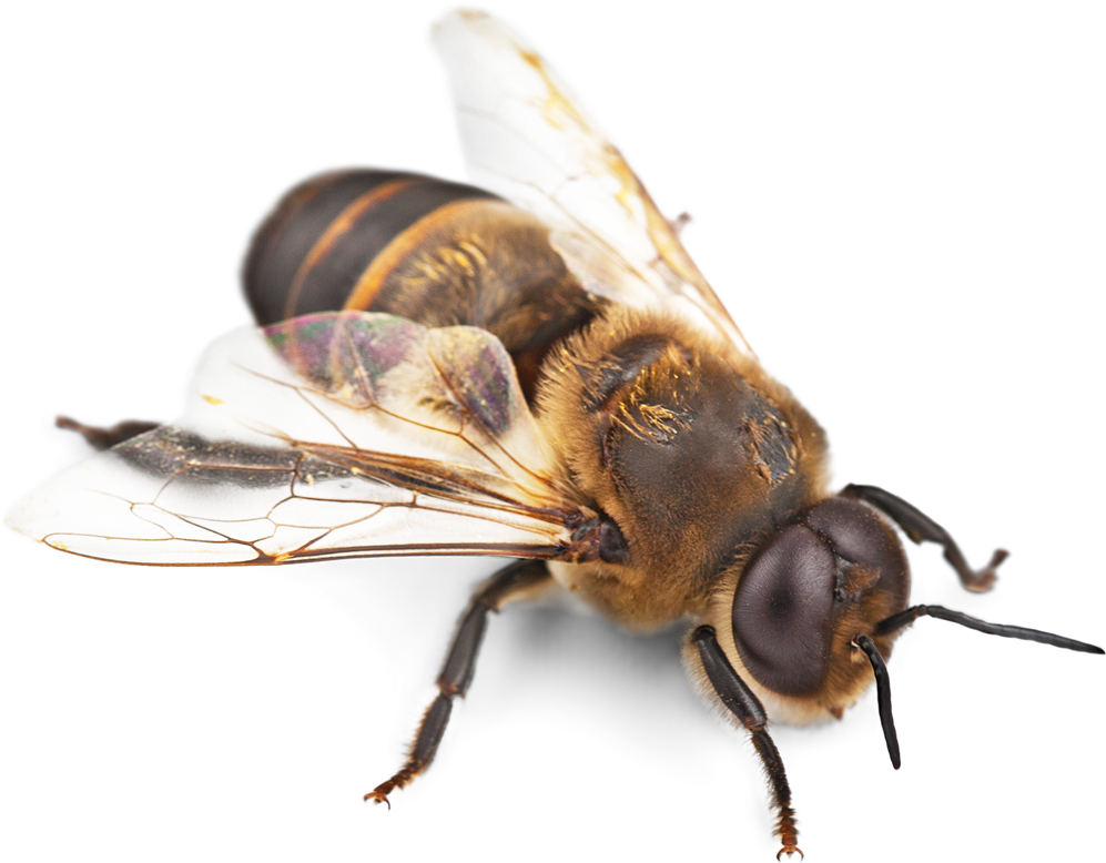 Bee, Why Need Save The Bees Greenne The Eco Friendly - Bullet Ant Amazon Rainforest, HD Png Download PNG with transparent background