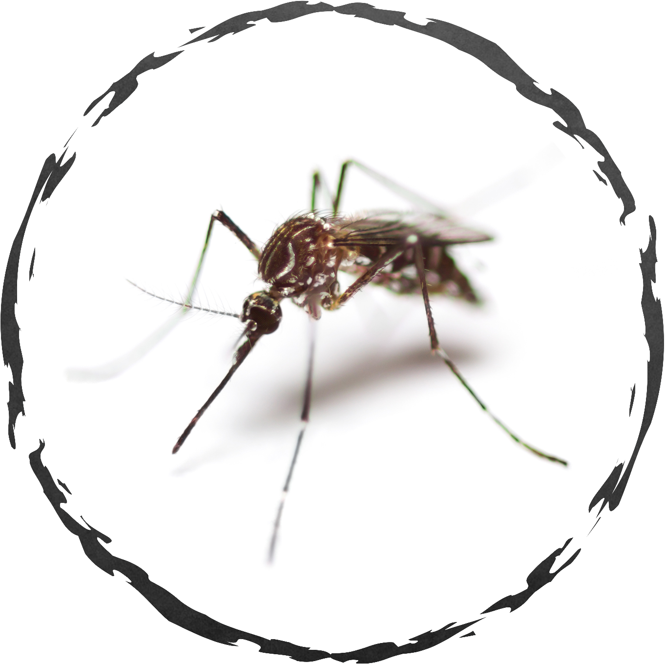 Transparent Mosquito Png - Mosquito, Png Download PNG with transparent background