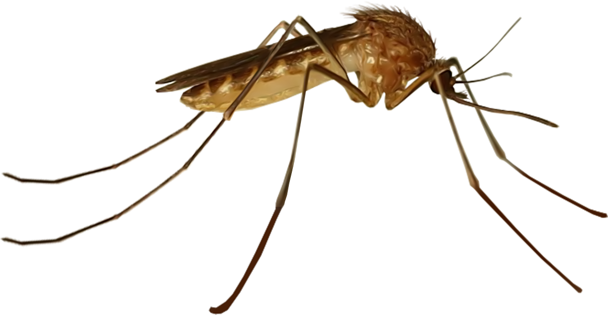 Close Up Mosquito Transparent Background