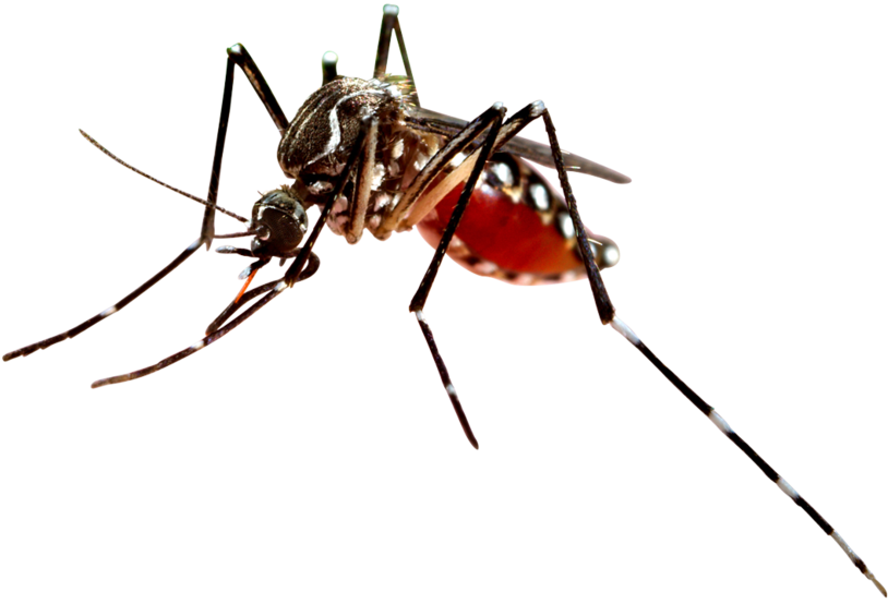 West Nile Virus Transparent, HD Png Download PNG with transparent background
