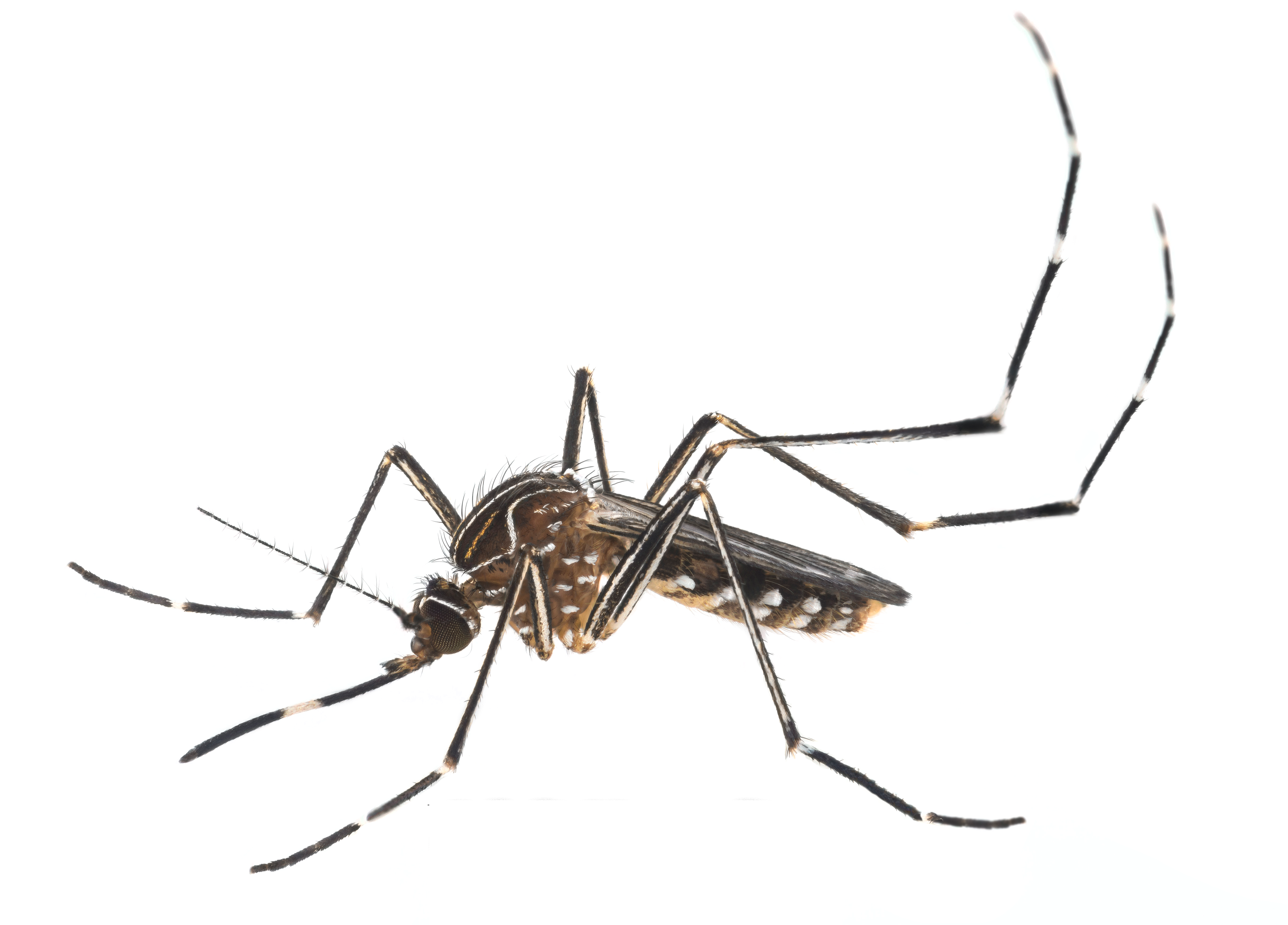 Orange County Mosquito And Vector Control District - Aedes Notoscriptus, HD Png Download PNG with transparent background