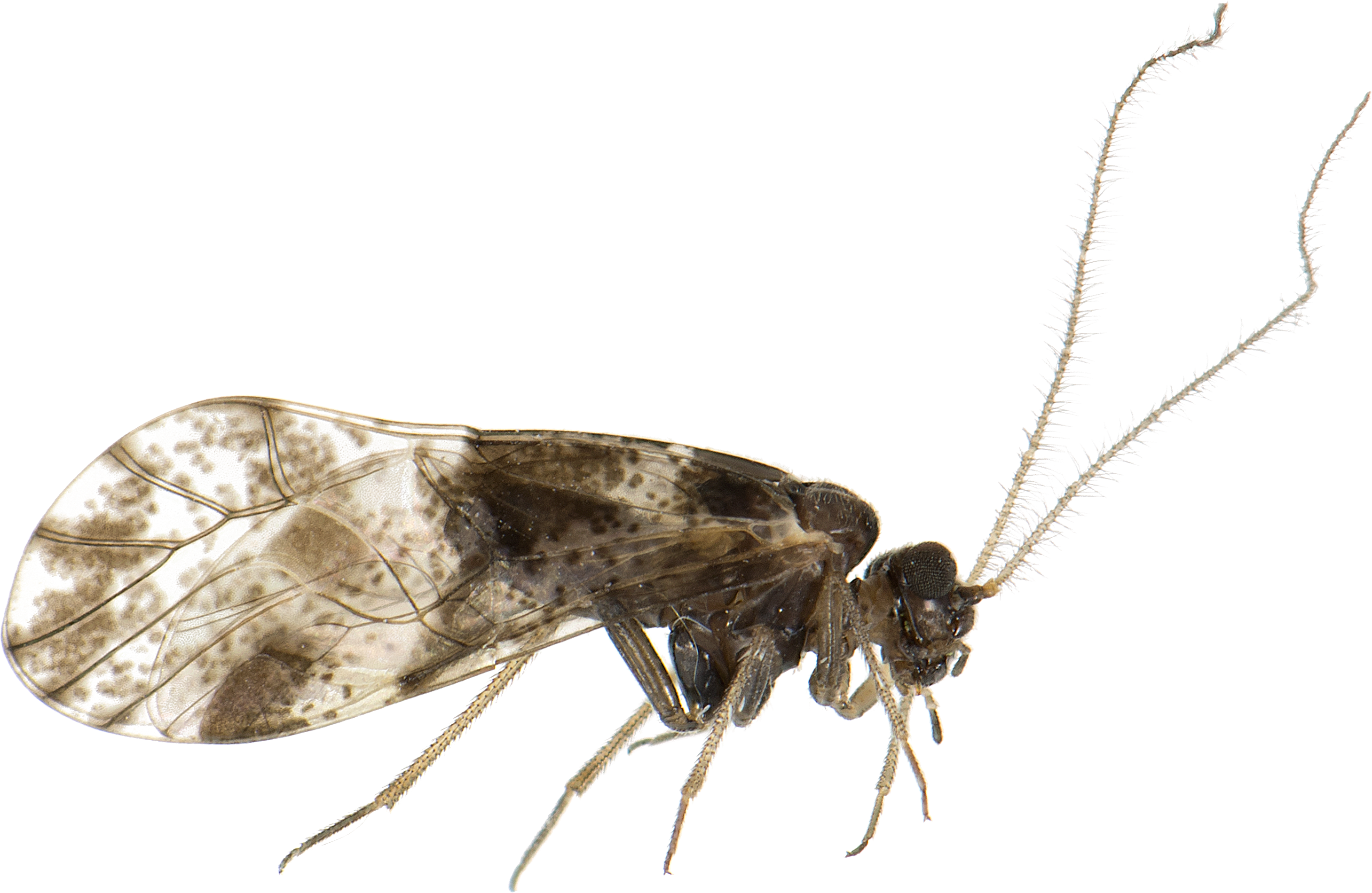 Loensia Fasciata - Mosquito, HD Png Download PNG with transparent background