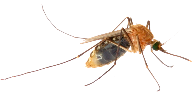 Mosquito Png Image - Virus, Transparent Png PNG with transparent background