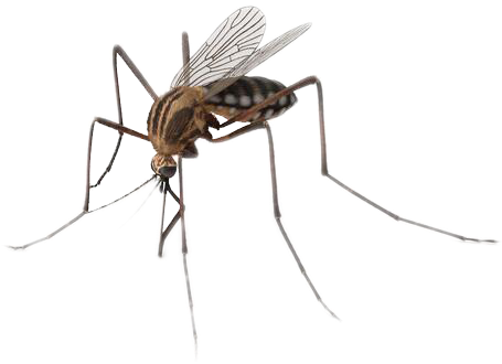 Mosquitoes Insects Png Download - Transparent Background Mosquito Png, Png Download PNG with transparent background