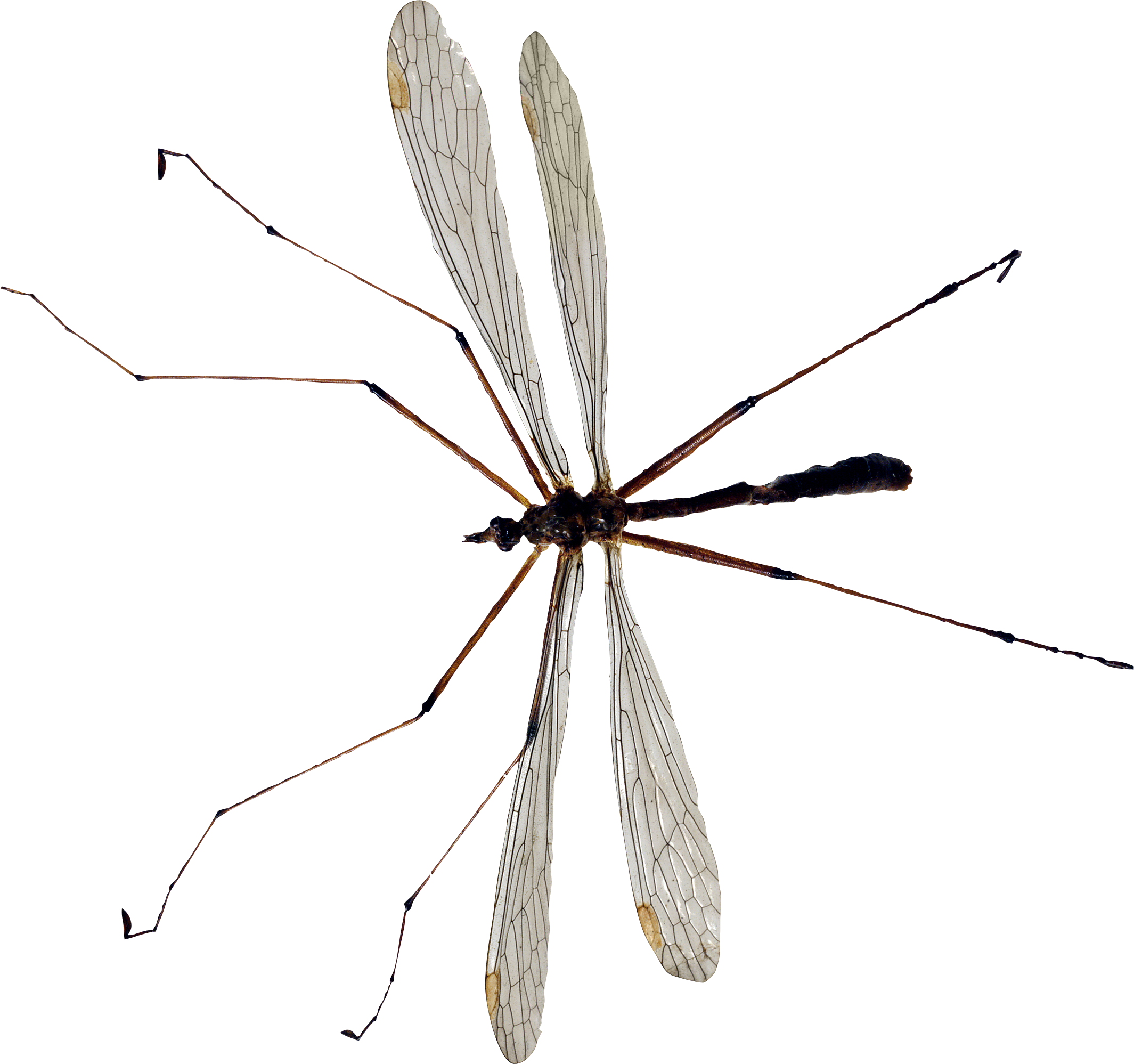 Mosquito Png Image - Crane Fly Transparent Png, Png Download PNG with transparent background