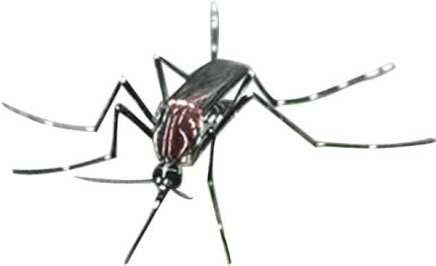Mosquito Png Transparent Images - Citronella Oil Sri Lanka, Png Download PNG with transparent background