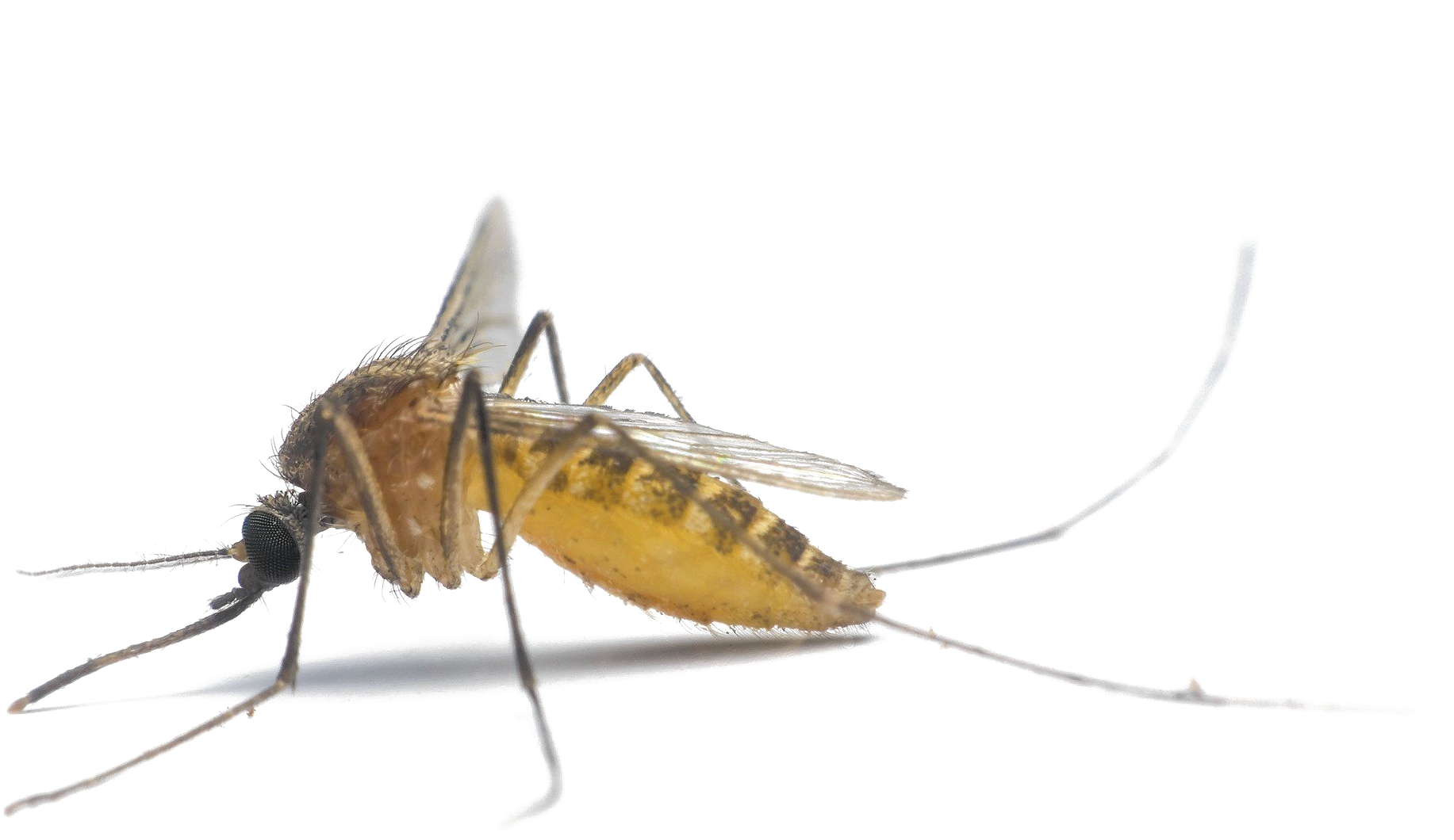 Mosquito Png Photo - Mosquitoes, Transparent Png PNG with transparent background