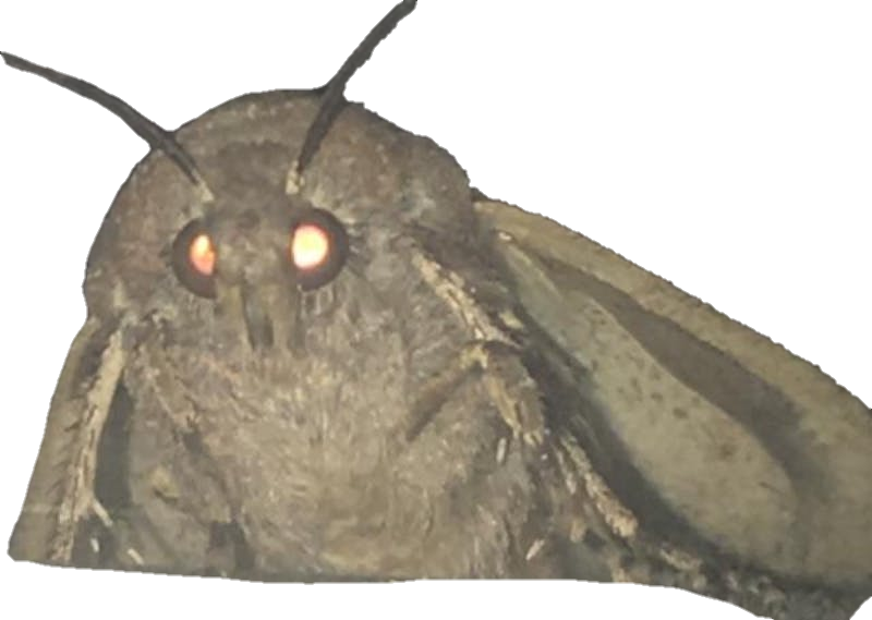 Moth Png, Transparent Png PNG with transparent background