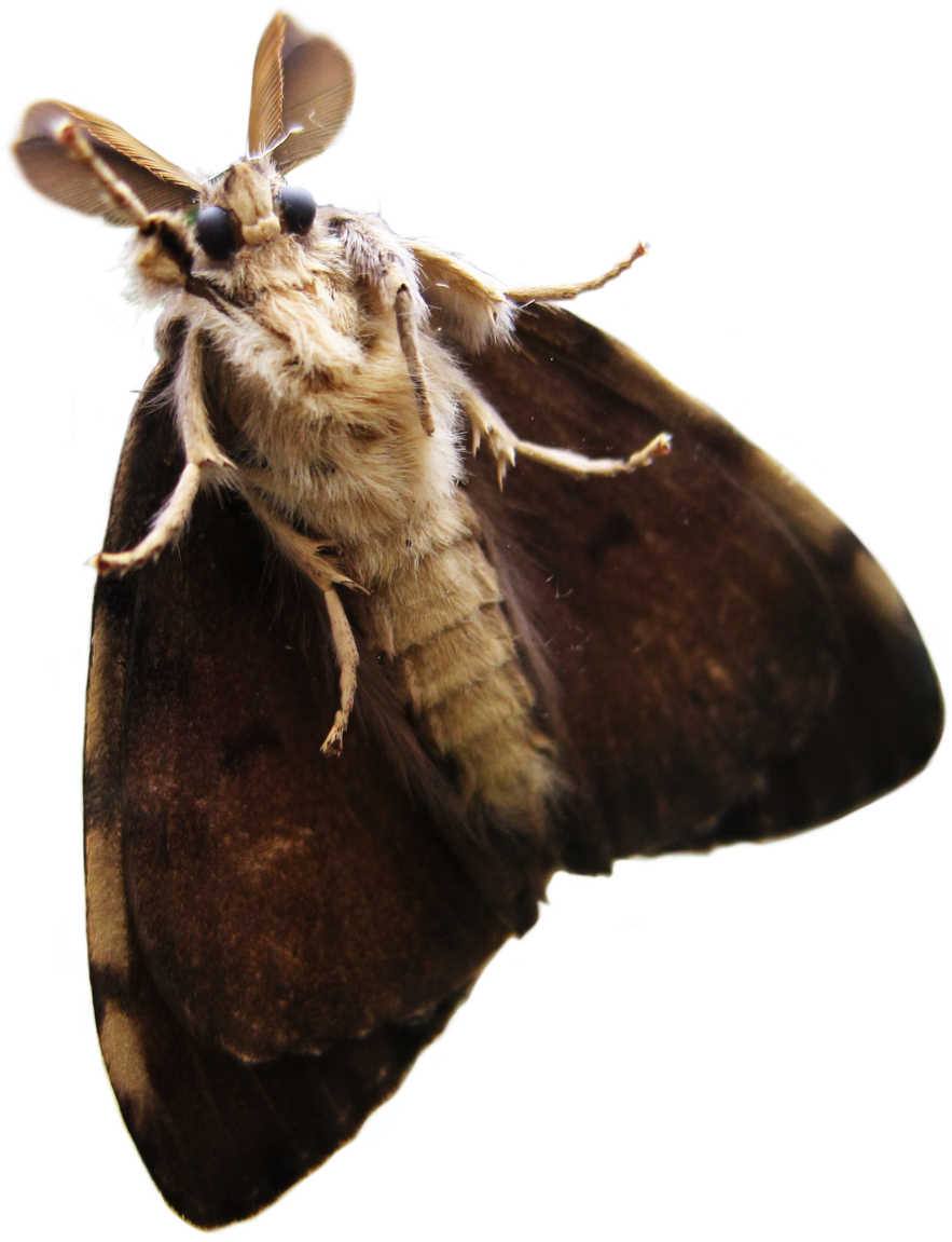 Moth Png Transparent - Moth Transparent Png, Png Download PNG with transparent background