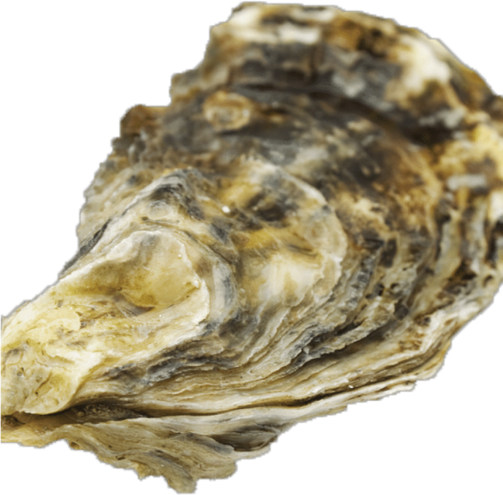 Close Up Oyster Shell