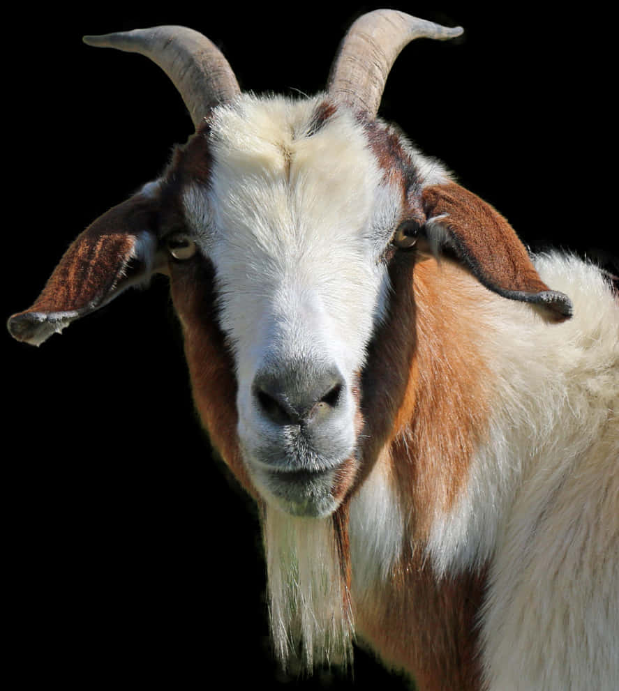 Close Up Portraitofa Goat