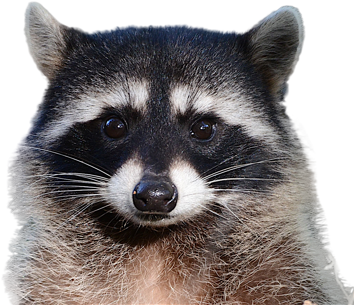 Close Up Raccoon Face