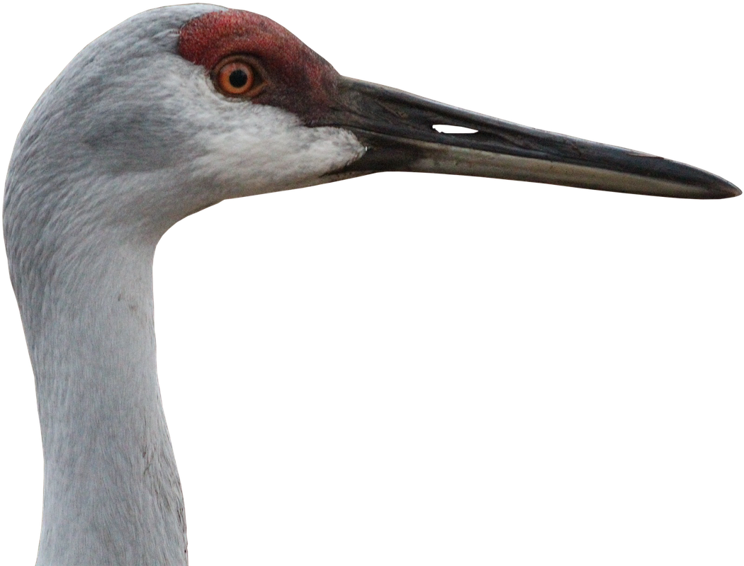 Close Up Sandhill Crane Head