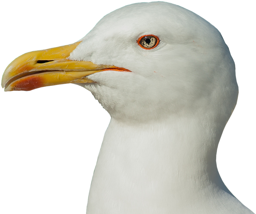 Close Up Seagull Portrait