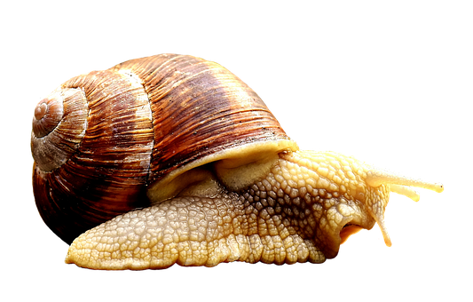 Close Up Snail Black Background PNG image with a transparent background, free high-resolution download