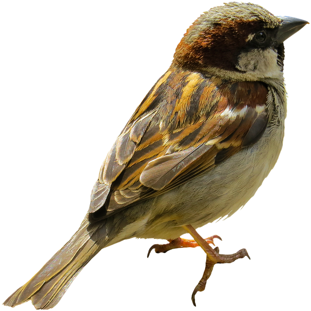 Close Up Sparrow Isolated