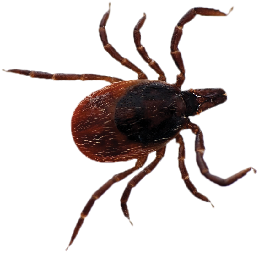 Black Legged Tick No Background, HD Png Download PNG image with a transparent background, free high-resolution download