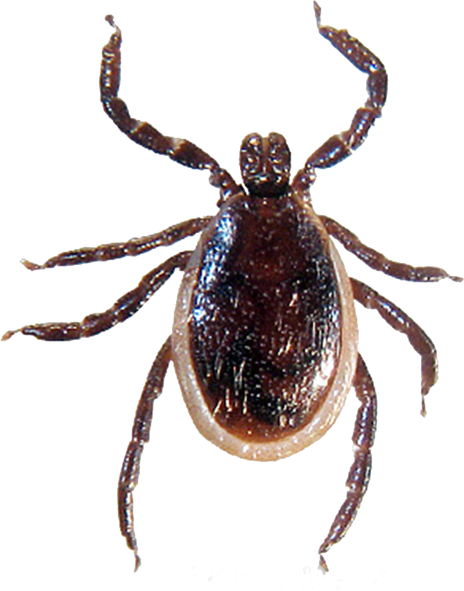 Close Up Tick Transparent Background