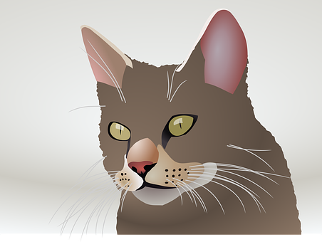 Close Up Vector Illustrationof Cat Face PNG with transparent background