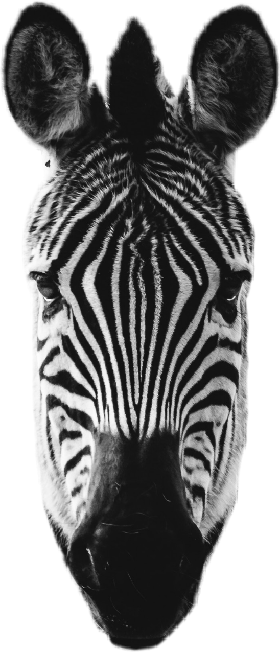 Close Up Zebra Head Portrait