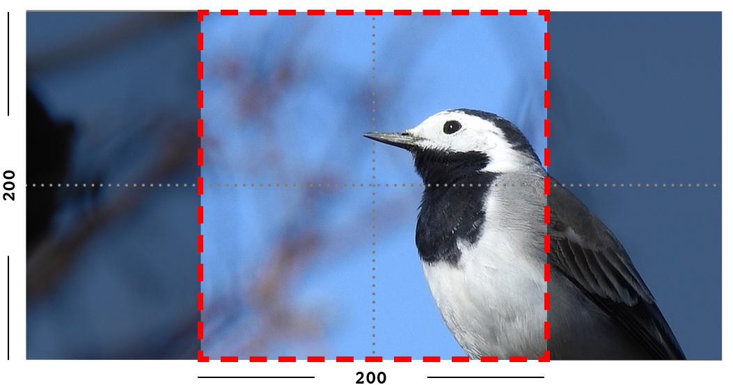 Close Upof Blackand White Woodpecker