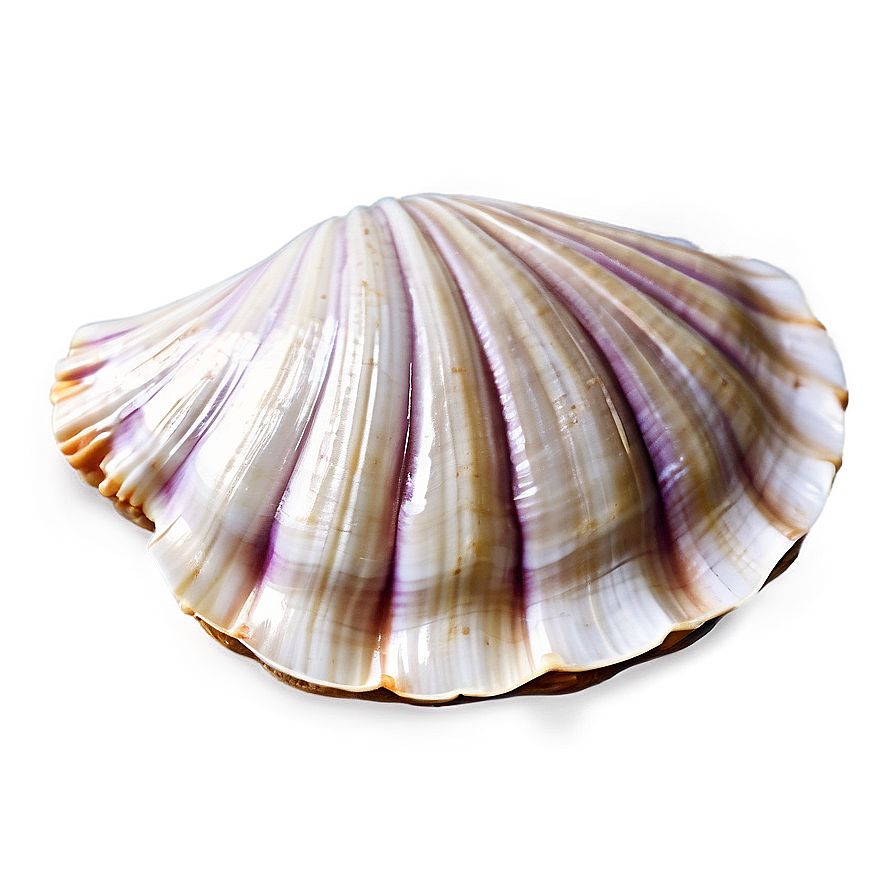 Closed Clam Shell Png 29