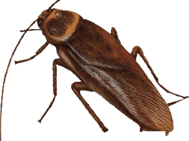 Closeup Brown Cockroach Graphic