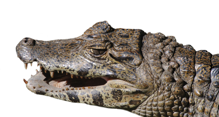 Closeup Crocodile Head