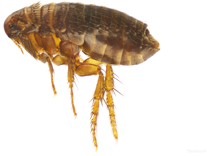 Closeup Flea Transparent Background