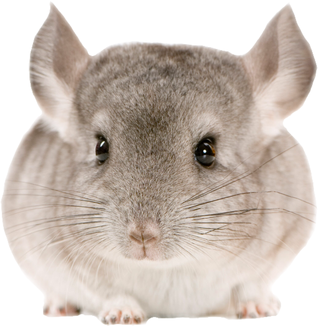 Closeup Gray Chinchilla.png