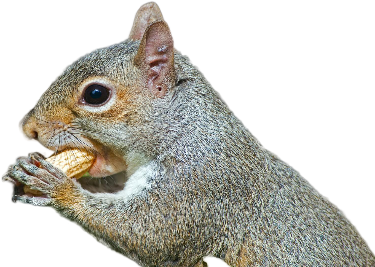 Closeup Squirrel Eating Nut.jpg PNG with transparent background