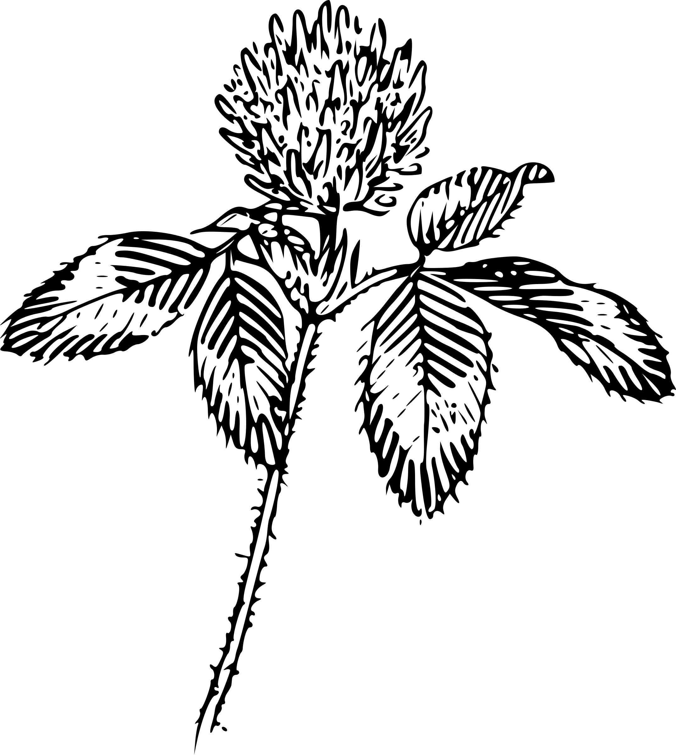 Transparent Shamrock Clipart Black And White - Clover Line Art, HD Png Download PNG with transparent background