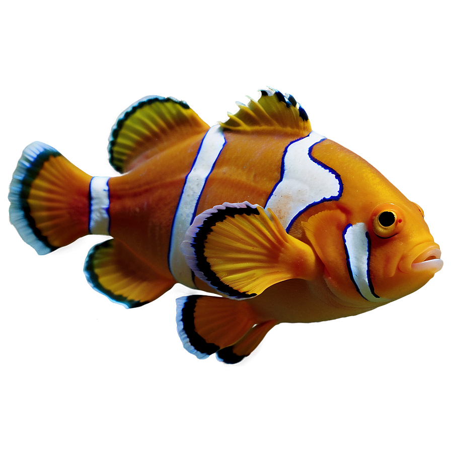 Clown Fish Png 10