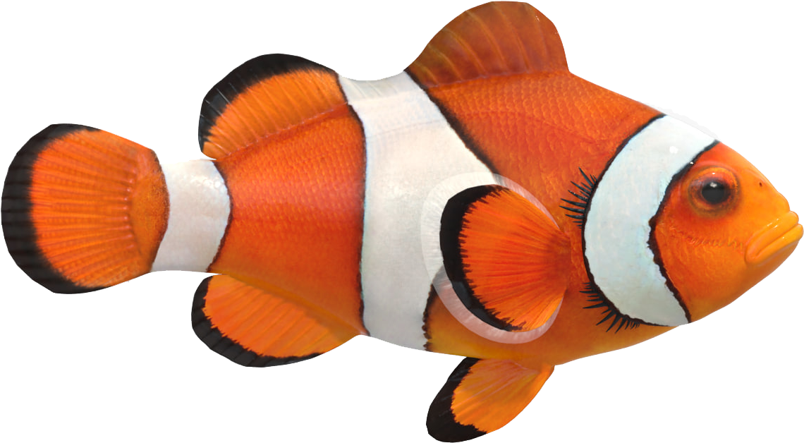 Clown Fish Png Free Pic - Real Clown Fish Png, Transparent Png PNG with transparent background