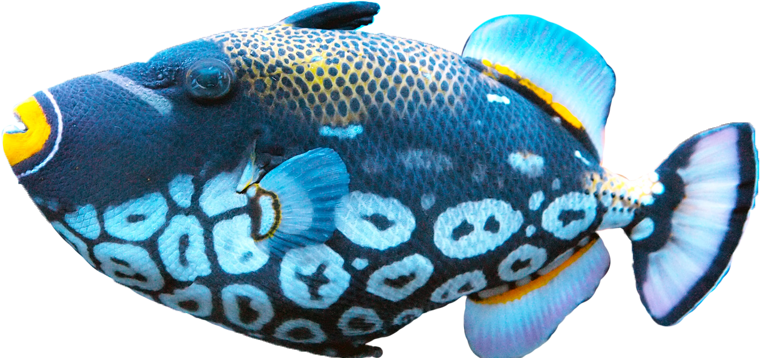 Clown Triggerfish Swimming