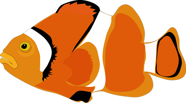 Clownfish_ Vector_ Illustration