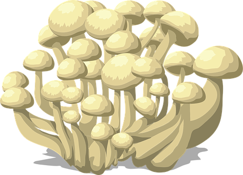 Clustered Mushrooms Illustration PNG with transparent background