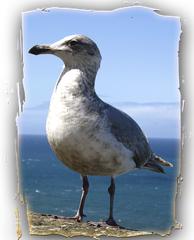 Coastal Seagull Standing PNG with transparent background