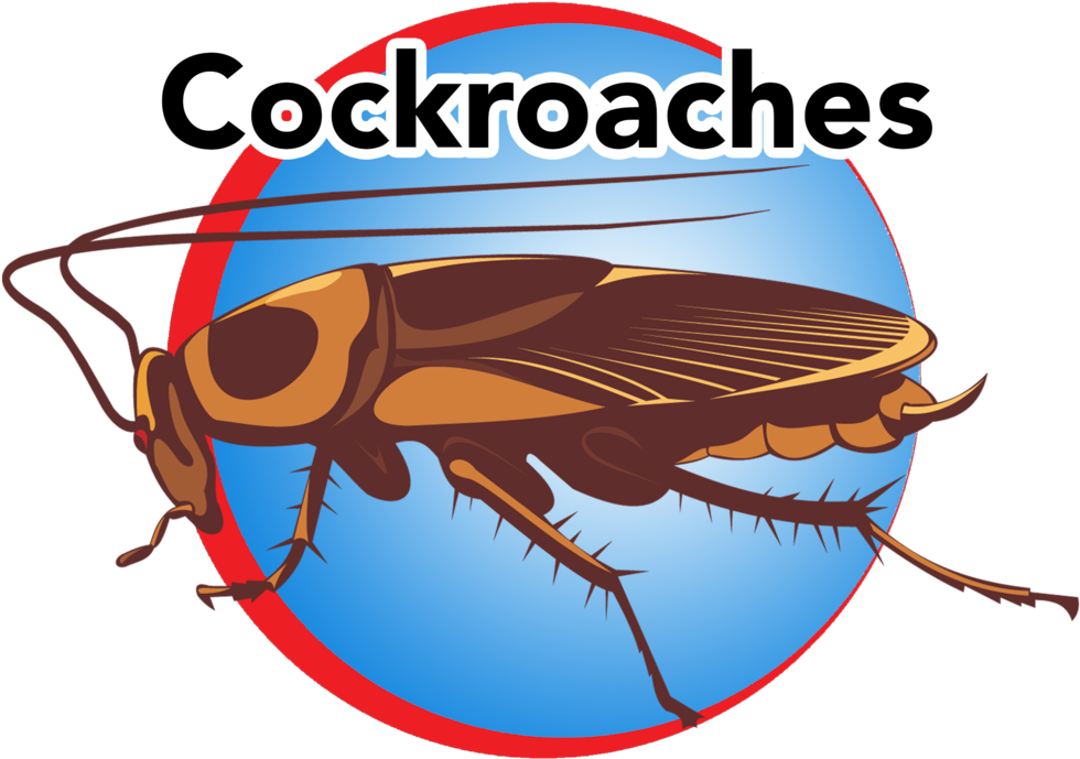 Cockroach Illustration Graphic PNG image with a transparent background, free high-resolution download