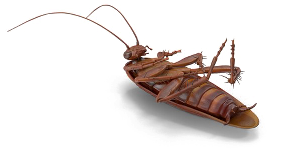 Cockroach Illustration Transparent Background