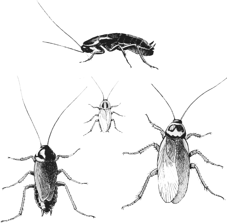 Cockroach Illustration Trio PNG image with a transparent background, free high-resolution download