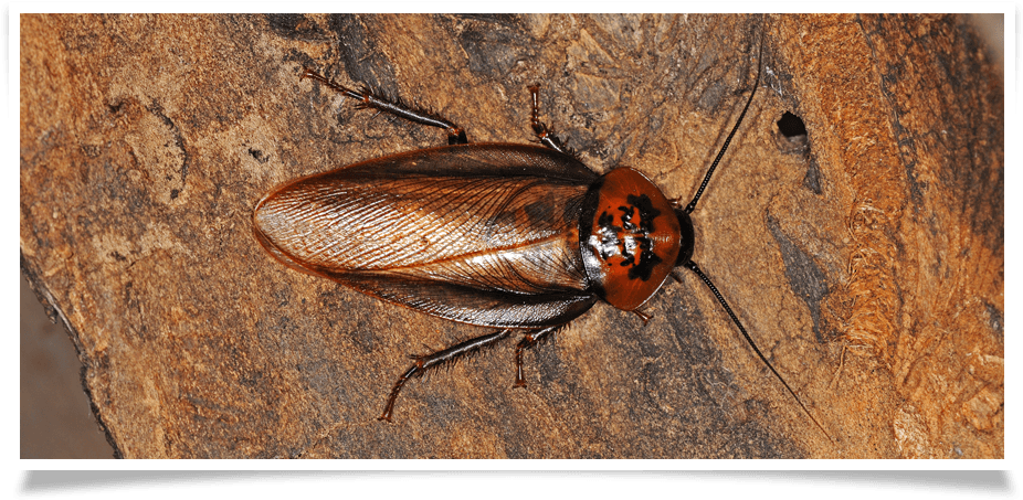 Schaben Fliegen, HD Png Download PNG image with a transparent background, free high-resolution download
