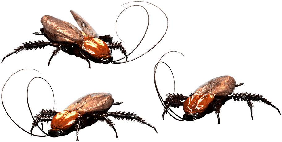 Cockroaches Illustration