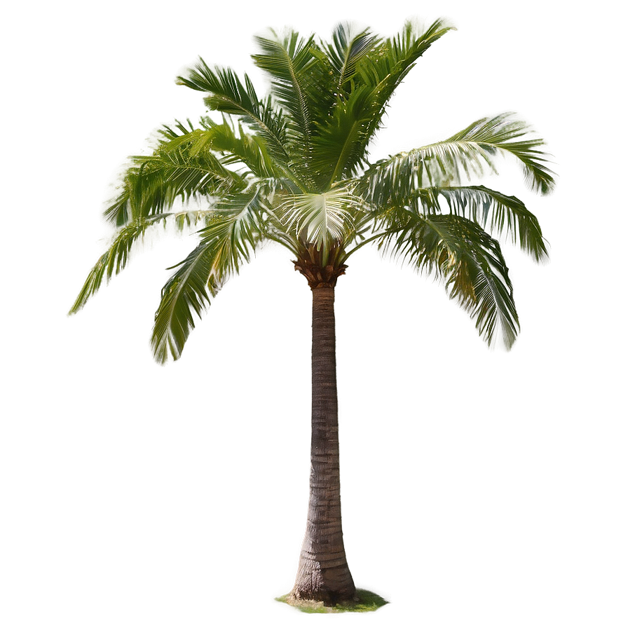 Coconut Palm Tree PNG 04292024 PNG with transparent background