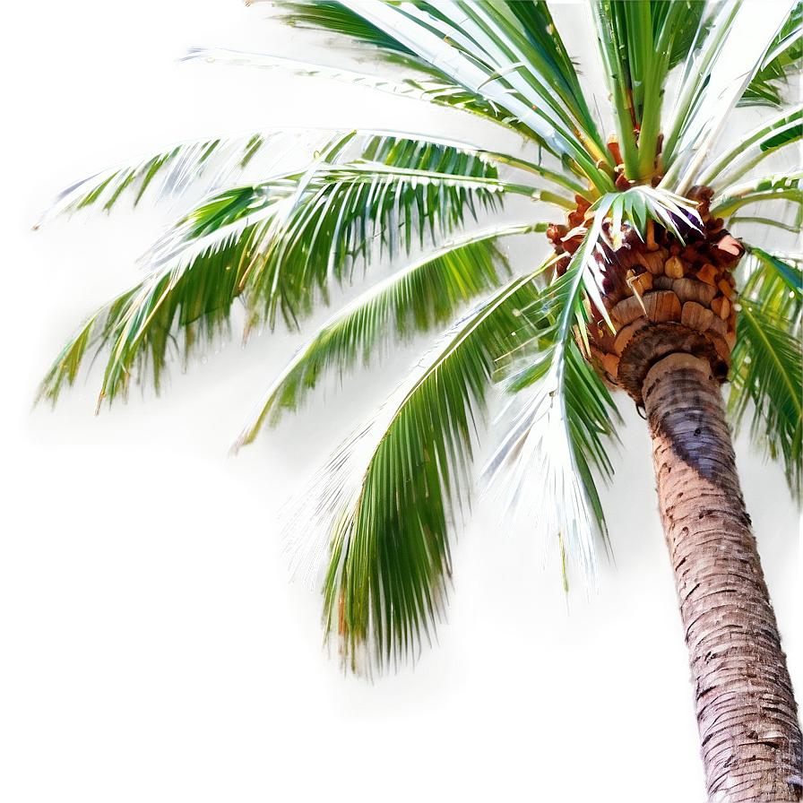 Coconut Palm Tree PNG fdf PNG with transparent background