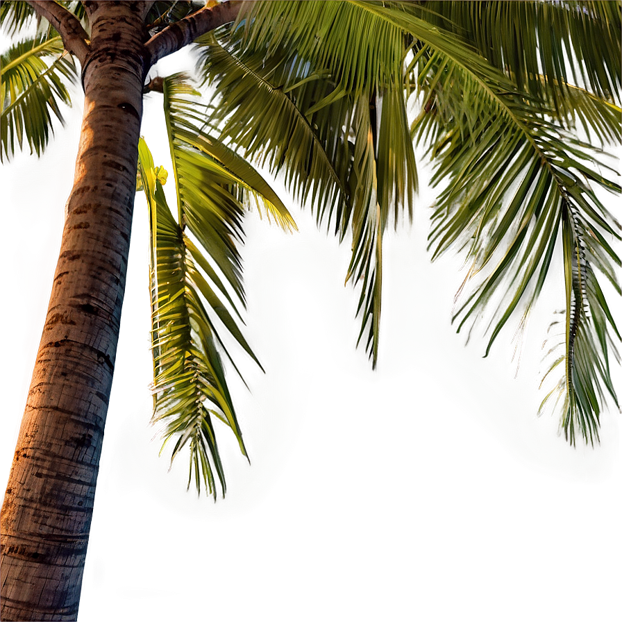 Coconut Palm Trees Png Gmx